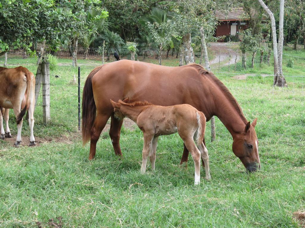 La Fortuna Hotel El Silencio Del Campo מראה חיצוני תמונה